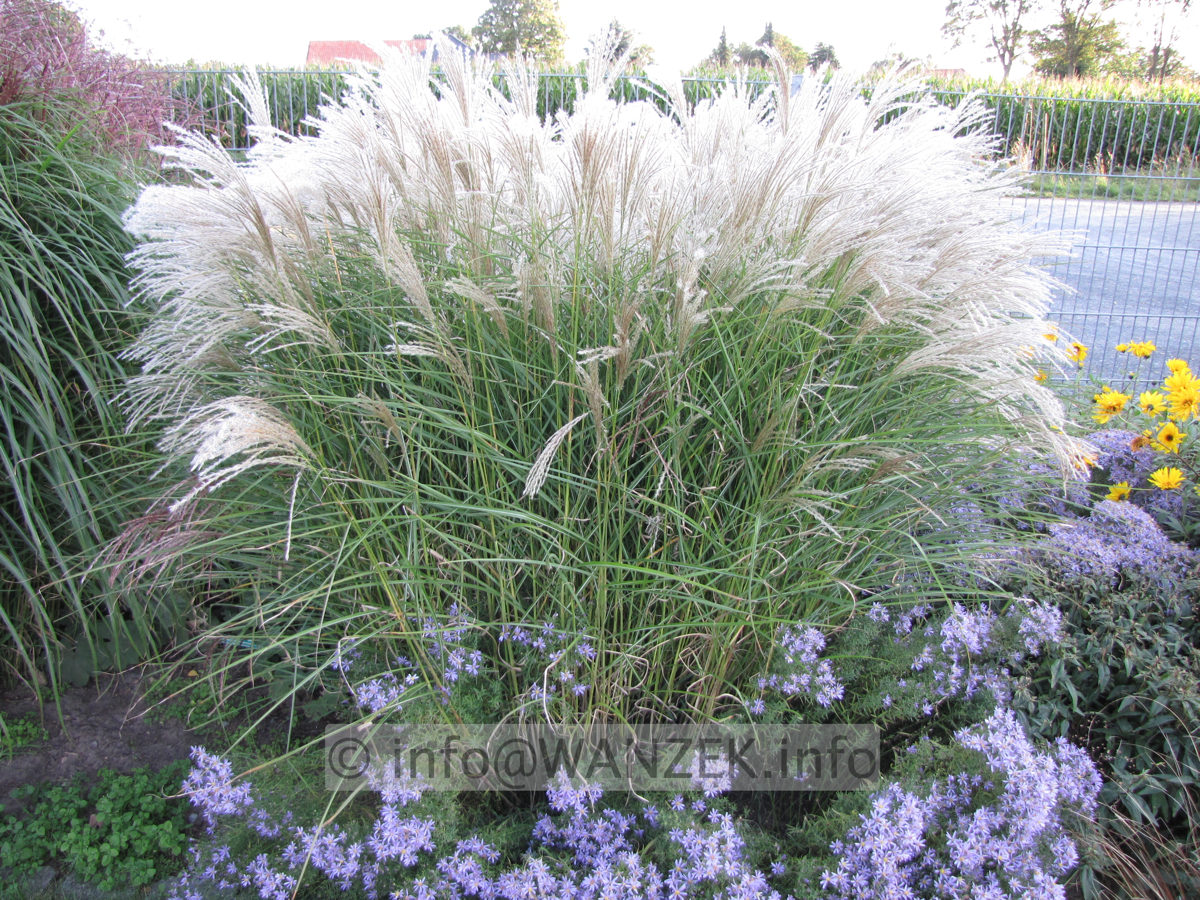 Miscanthus sinensis Kleine Fontaene 03.JPG